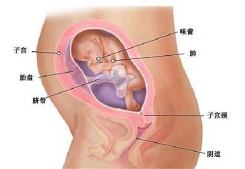 北京国内供卵_做试管婴儿有多难？女性要经历4次“疼痛”，失败了还要重来